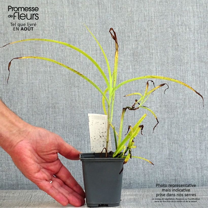 Tradescantia Blue and Gold 8/9 cm pot sample as delivered in summer