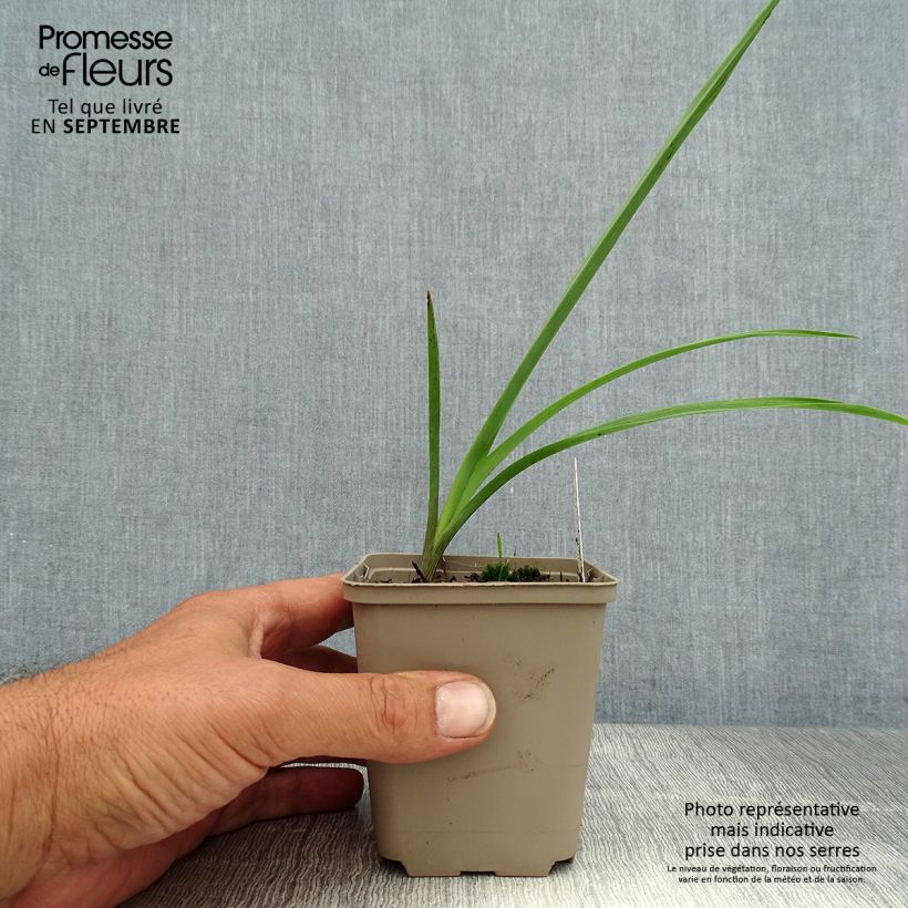 Tradescantia JC Weguelin 8/9 cm pot sample as delivered in summer