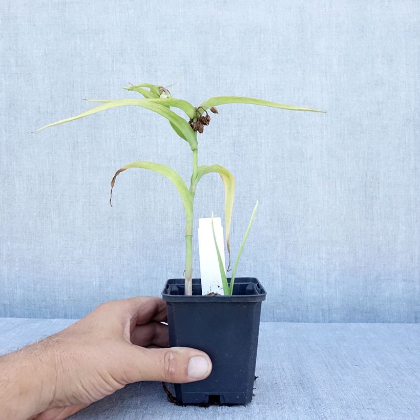 Tradescantia Karminglut - Spiderwort 8/9 cm pot sample as delivered in summer