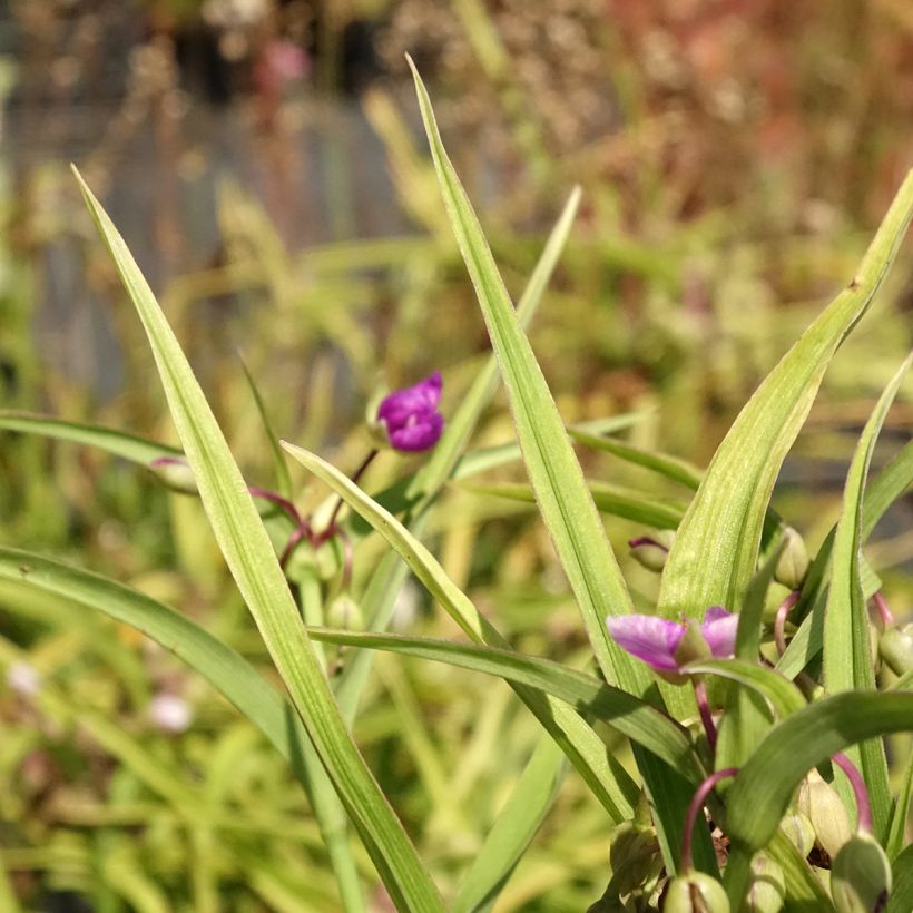 Tradescantia Karminglut - Spiderwort (Foliage)