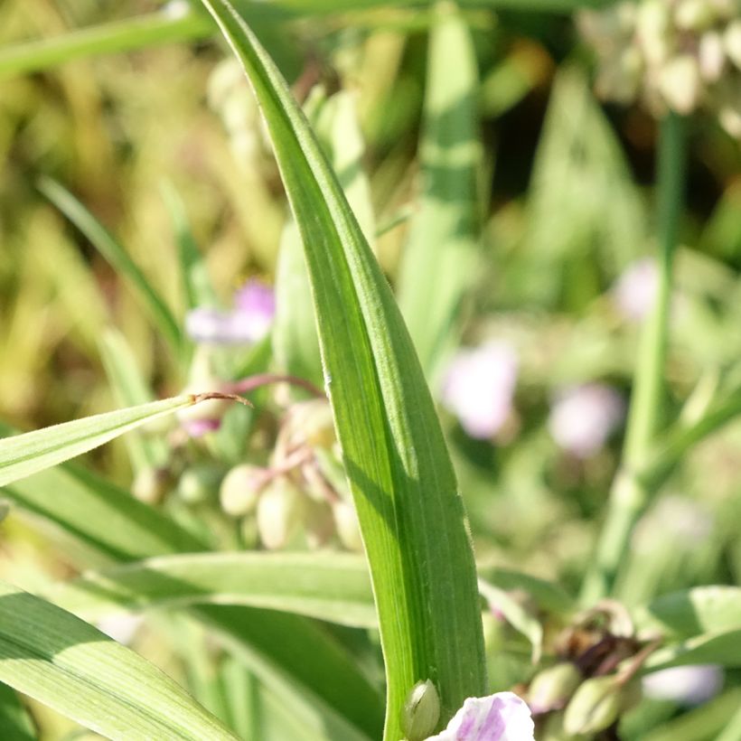 Tradescantia Pink Chablis - Spiderwort (Foliage)