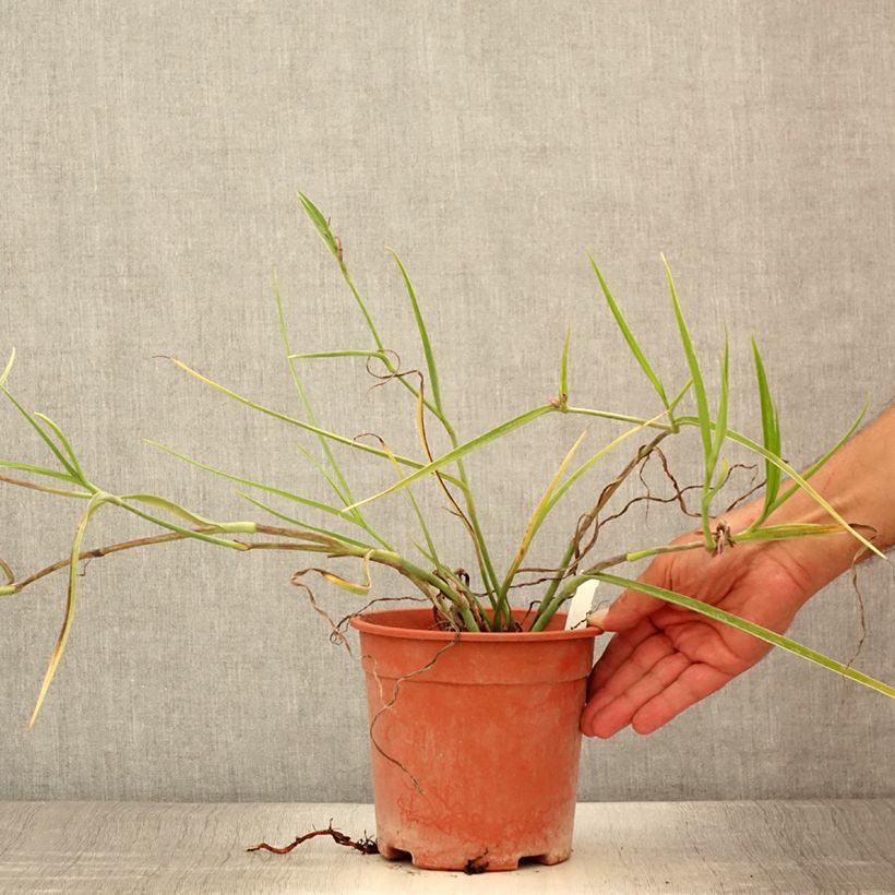 Tradescantia andersoniana Red Grape - Spiderwort 2L/3L pot sample as delivered in summer