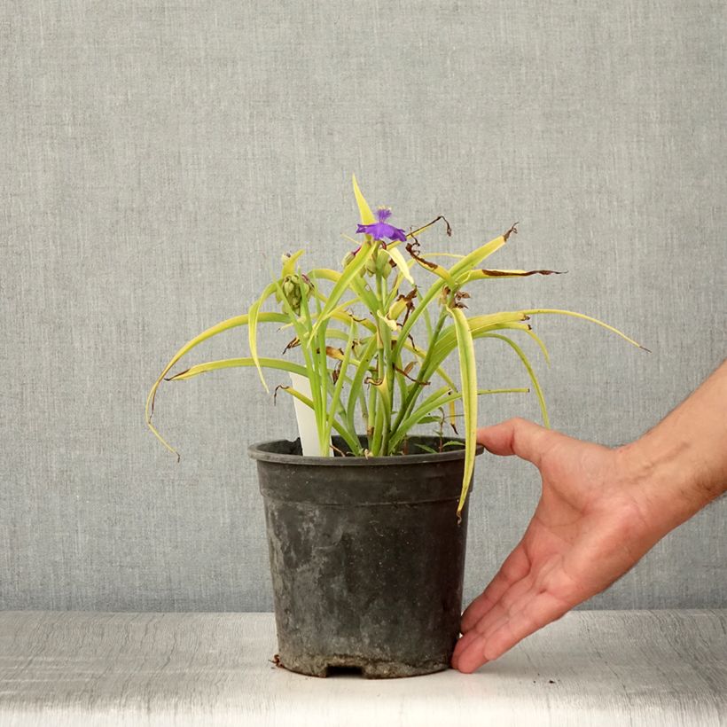 Tradescantia Sweet Kate - Spiderwort 2L/3L pot sample as delivered in summer