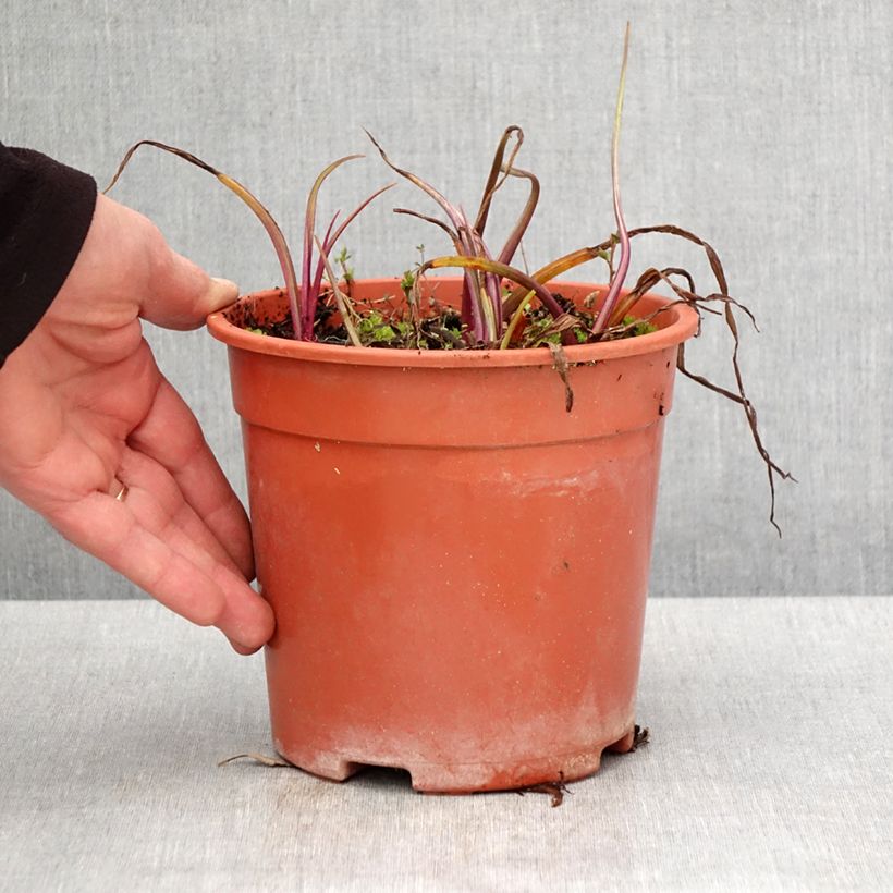 Tradescantia Sweet Kate - Spiderwort 2L/3L pot sample as delivered in spring