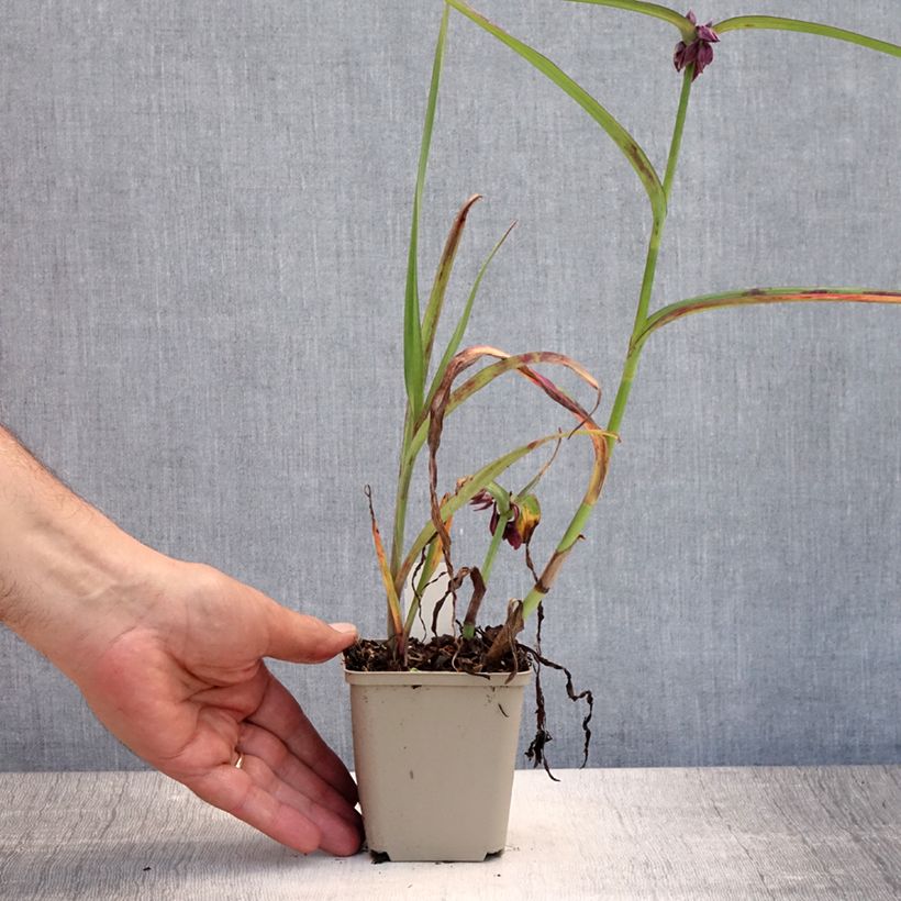 Tradescantia x andersoniana Concord Grape 8/9 cm pot sample as delivered in summer