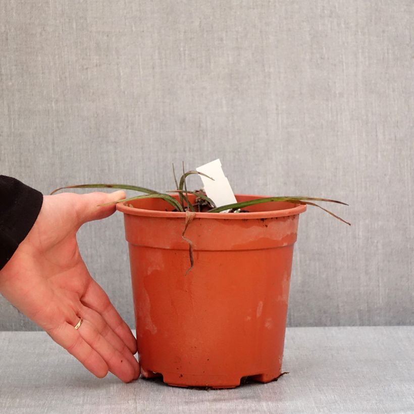 Tradescantia x andersoniana Concord Grape 2L/3L pot sample as delivered in winter