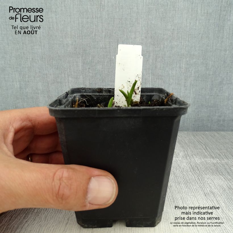 Tradescantia andersoniana Innocence - Spiderwort 8/9 cm pot sample as delivered in summer