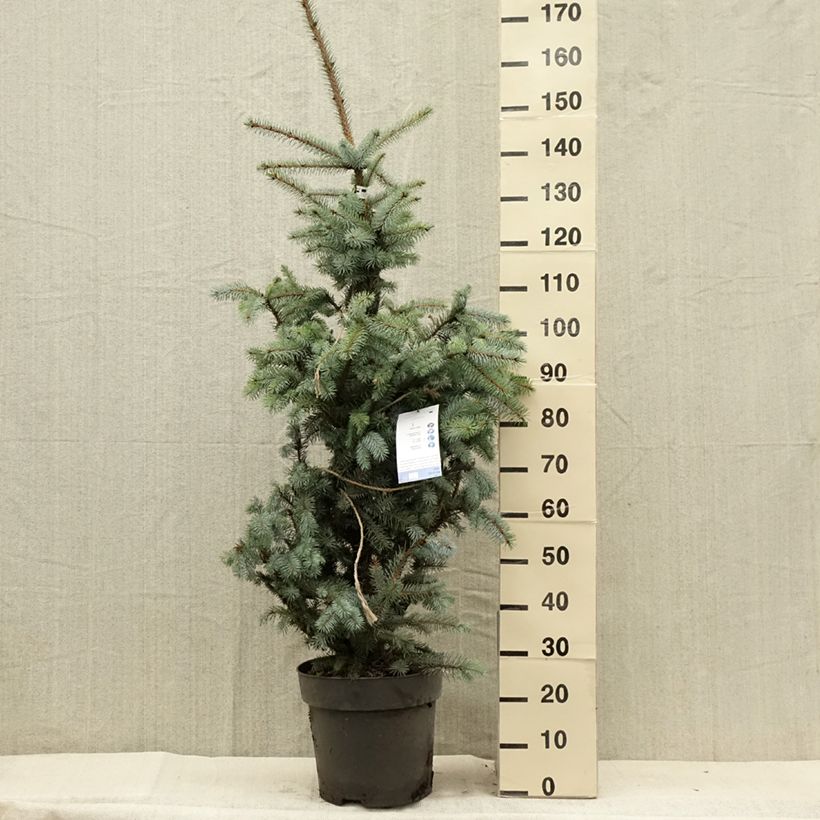 Picea pungens Edith - Blue Spruce Each sample as delivered in summer