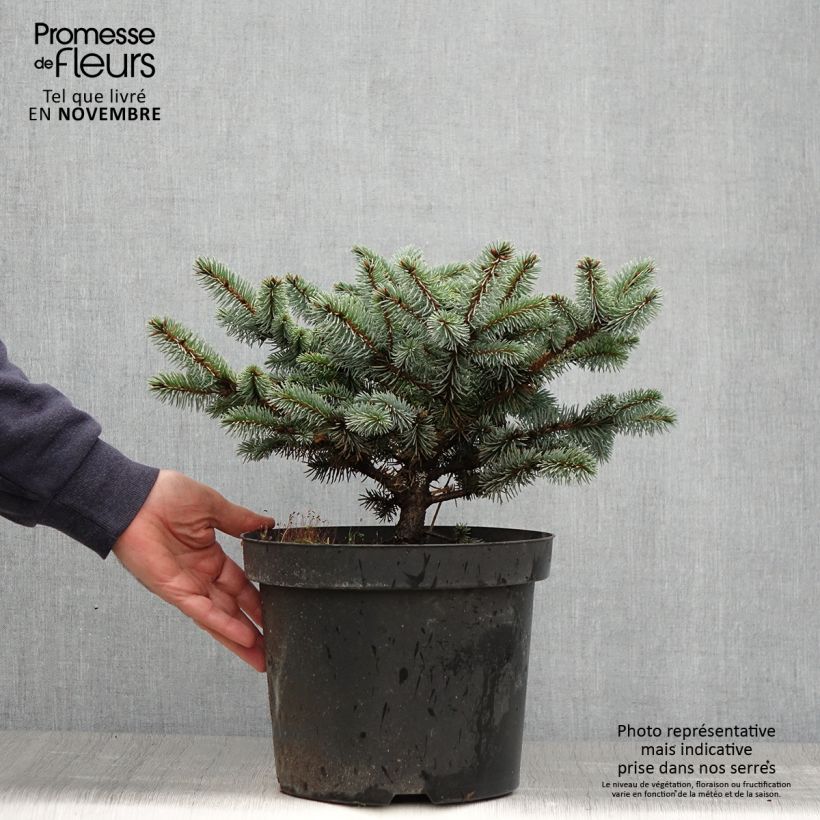 Blue Spruce - Picea pungens Glauca Globosa 2L/3L pot sample as delivered in autumn