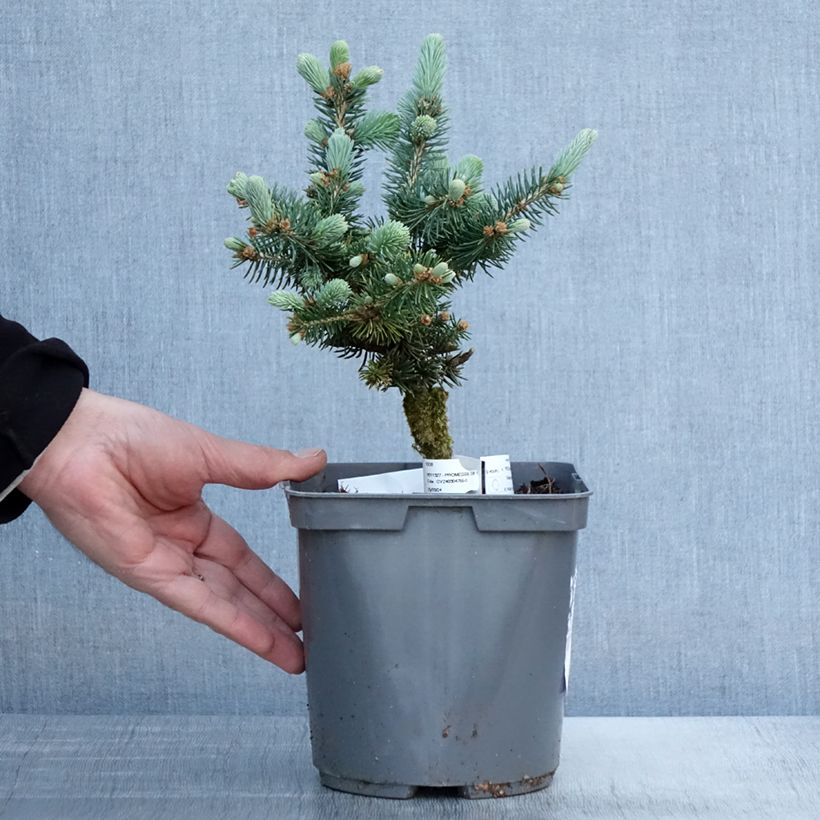 Blue Spruce - Picea pungens Glauca Globosa 2L/3L pot sample as delivered in spring