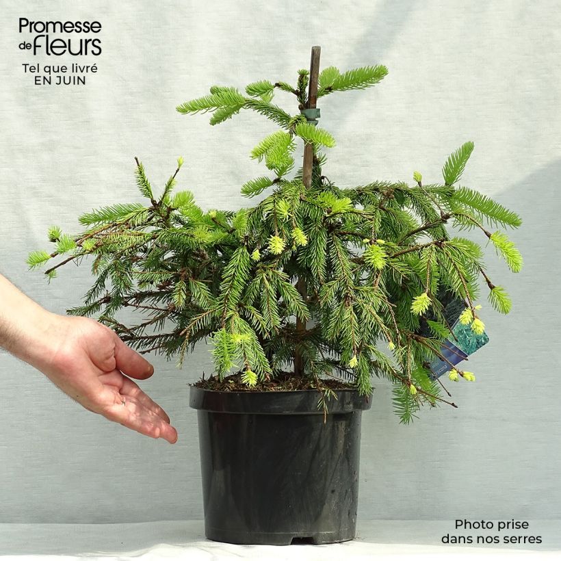 Picea abies Acrocona - Norway Spruce 3L/4L pot sample as delivered in summer