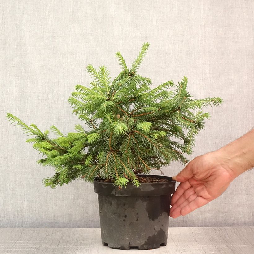 Picea abies Maxwellii - Norway Spruce 2L/3L pot sample as delivered in summer