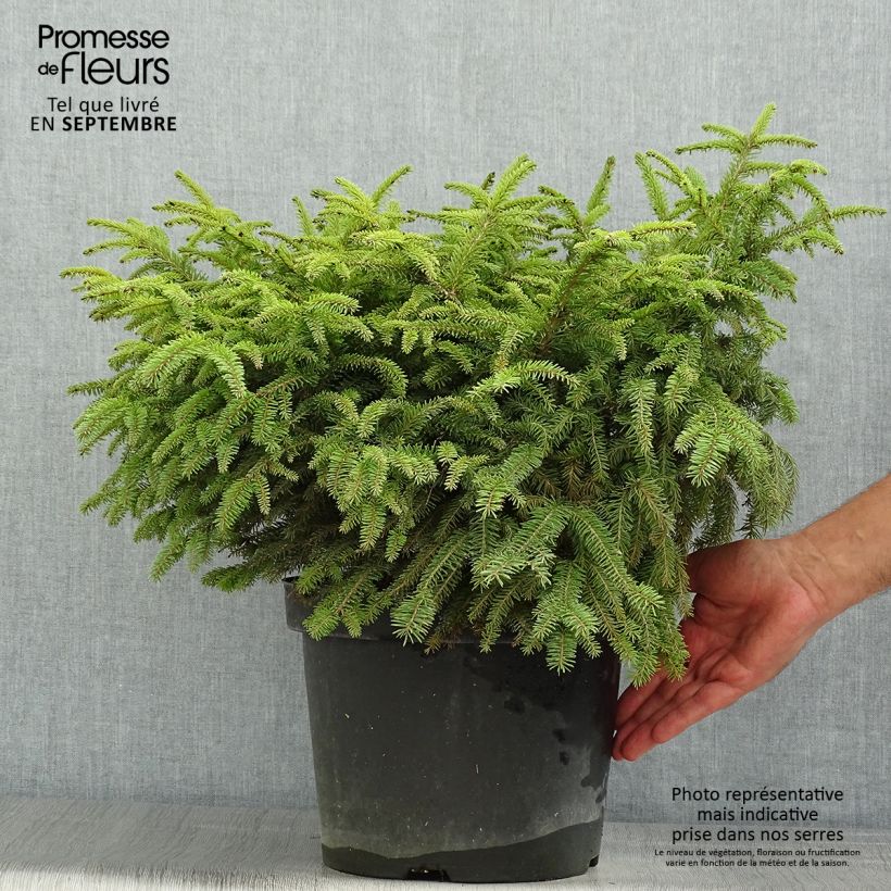 Picea abies Nidiformis - Norway Spruce 7.5L/10L pot sample as delivered in summer