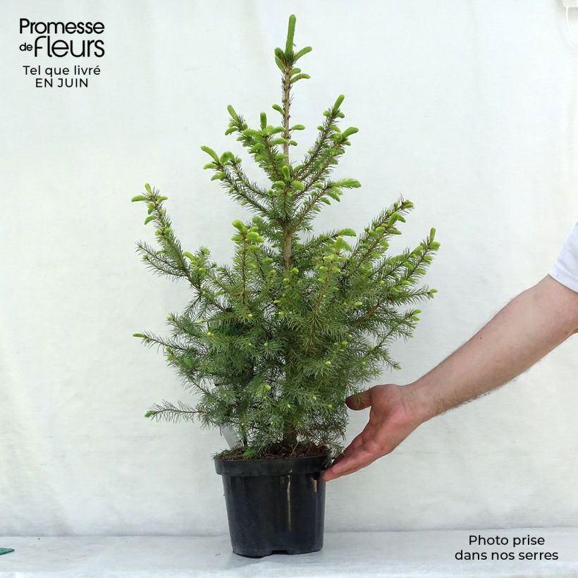 Picea omorika Nana - Serbian Spruce 2L/3L pot sample as delivered in summer