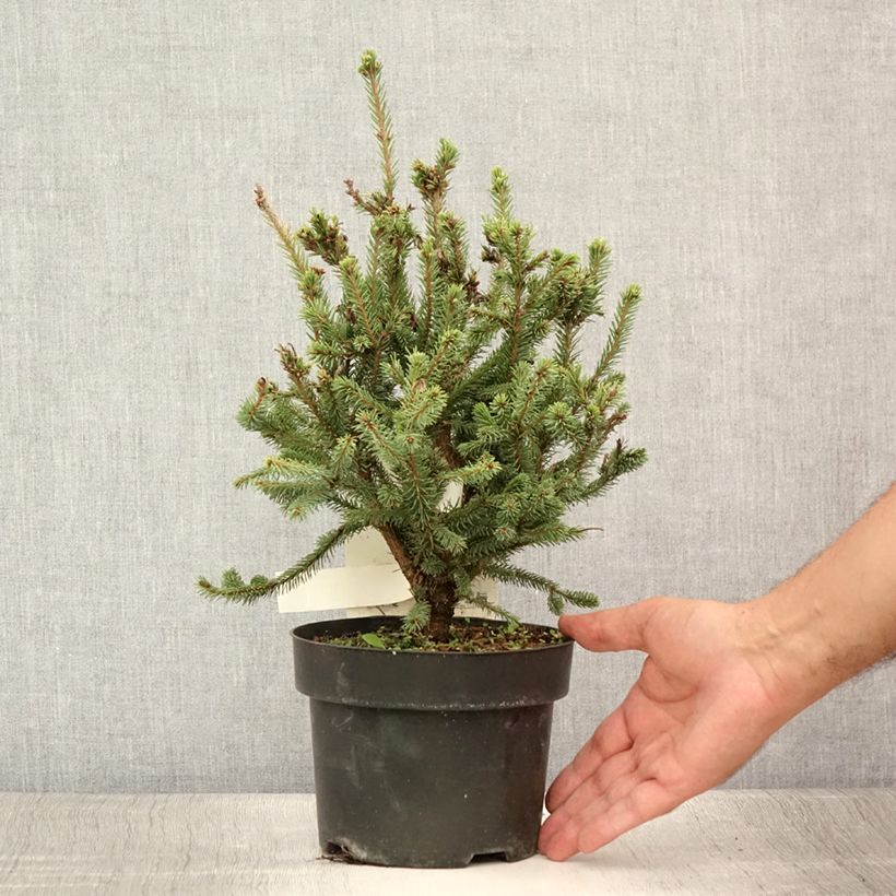 Picea sitchensis Nana - Sitka Spruce 2L/3L pot sample as delivered in summer