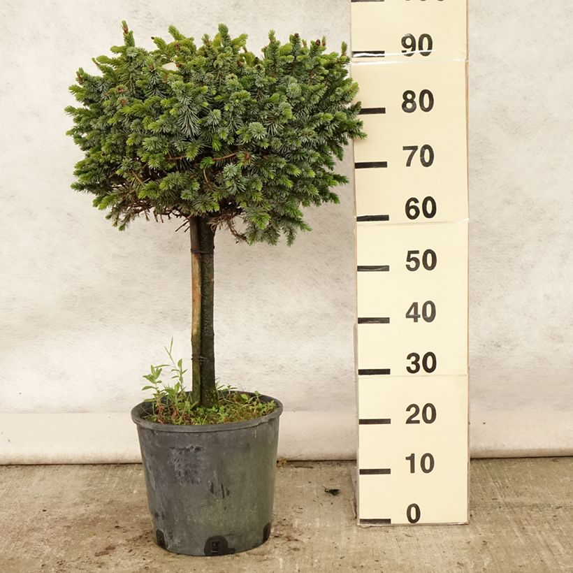 Picea sitchensis Silberzwerg - Sitka Spruce 7.5L/10L pot sample as delivered in summer