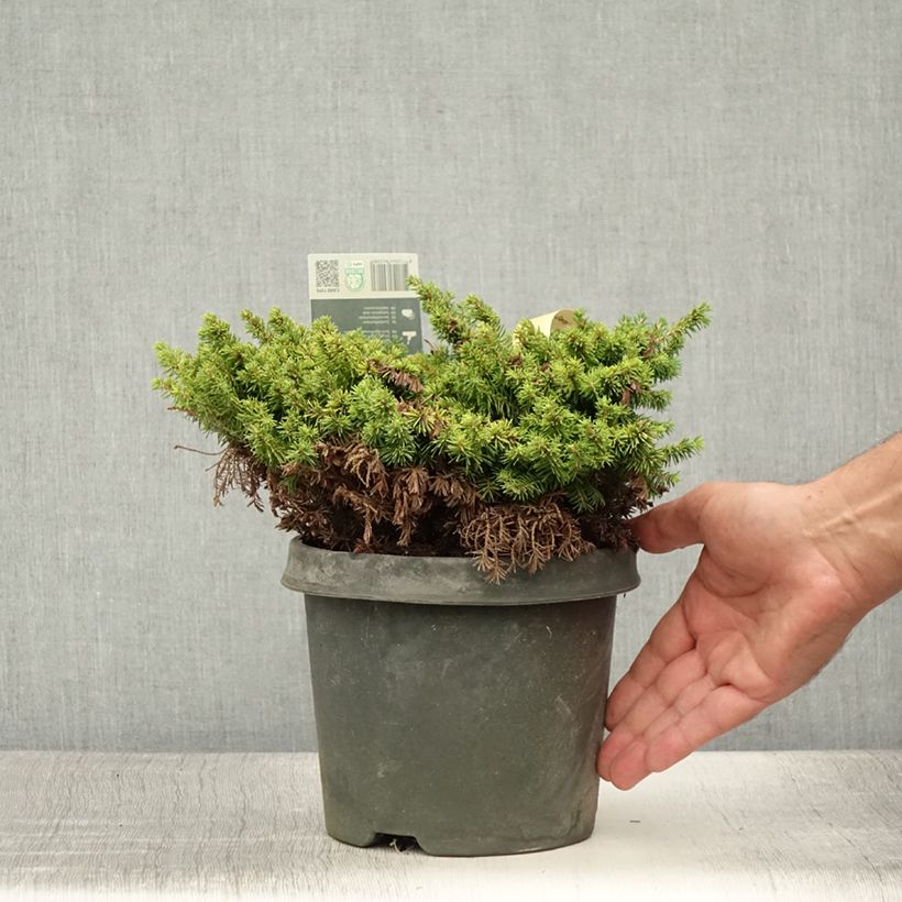 Picea abies Little Gem - Norway Spruce 2L/3L pot sample as delivered in summer