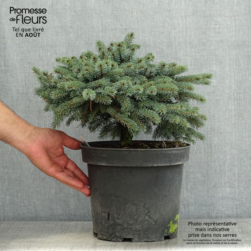 Picea Machala 4L/5L pot sample as delivered in summer