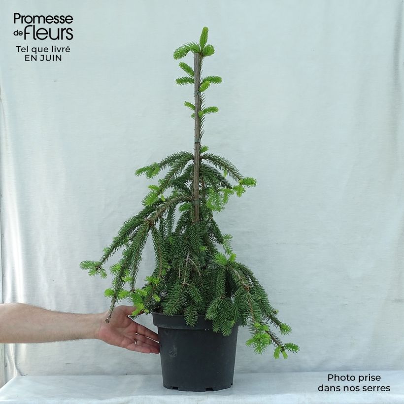 Picea abies Inversa - Norway Spruce Each sample as delivered in summer