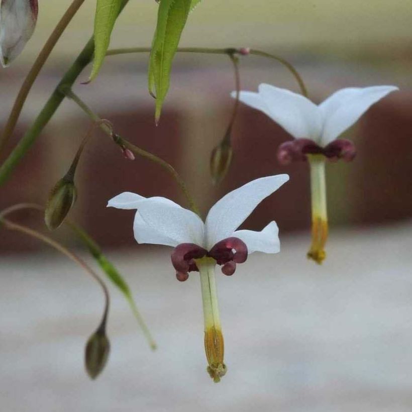 Epimedium dolichostemon - Barrenwort (Flowering)