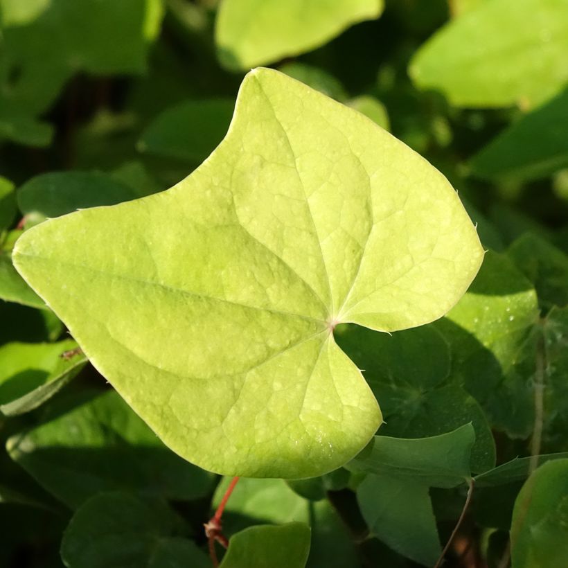 Epimedium elongatum - Barrenwort (Foliage)
