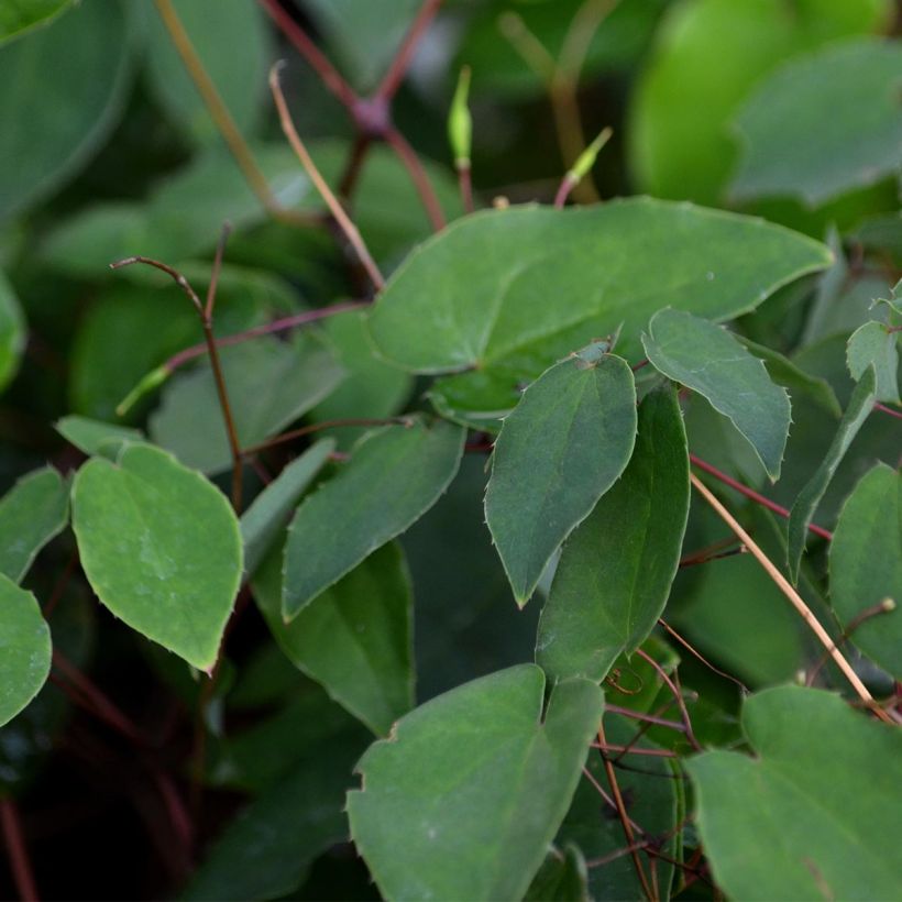 Epimedium grandiflorum - Fairy Wings (Foliage)