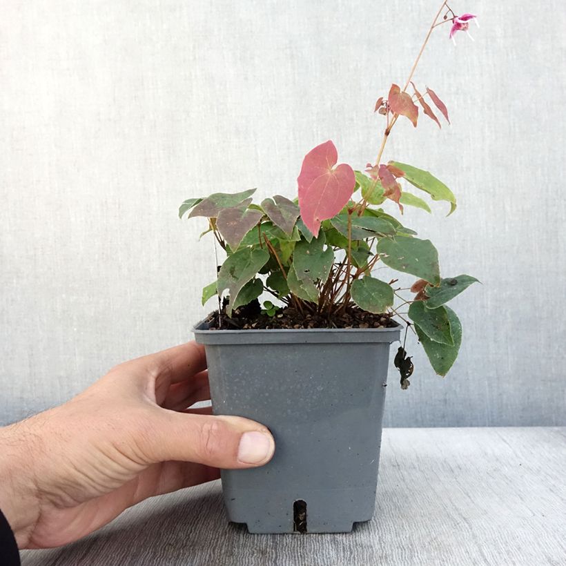 Epimedium grandiflorum Pretty in Pink - Fairy Wings 1L/1.5L pot sample as delivered in autumn