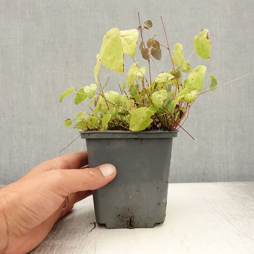 Epimedium platypetalum Sunny and Share - Barrenwort 1L/1.5L pot sample as delivered in summer