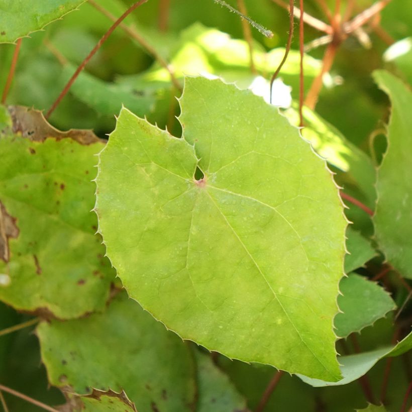 Epimedium platypetalum Sunny and Share - Barrenwort (Foliage)