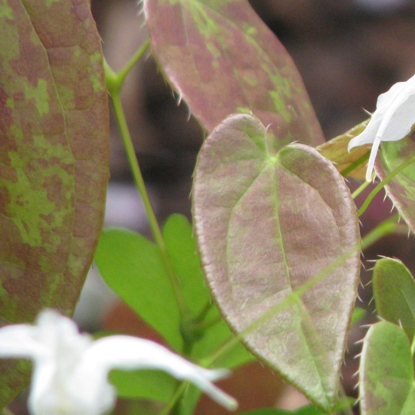 Epimedium ogisui - Barrenwort (Foliage)