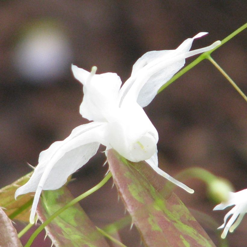 Epimedium ogisui - Barrenwort (Flowering)