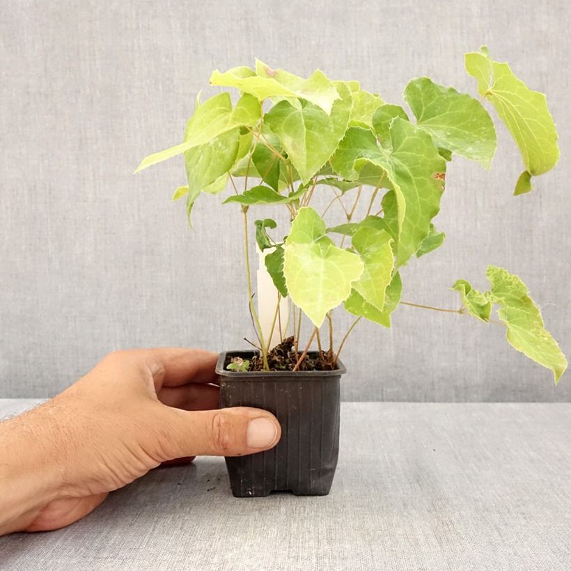 Epimedium perralderianum - Barrenwort 8/9 cm pot sample as delivered in summer