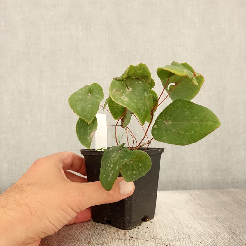 Epimedium pinnatum subsp. colchicum Black Sea - Barrenwort 8/9 cm pot sample as delivered in summer