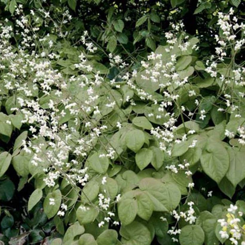 Epimedium pubigerum - Barrenwort (Plant habit)