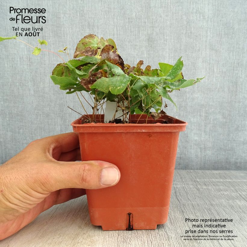 Epimedium rubrum Galadriel - Barrenwort 1L/1.5L pot sample as delivered in summer