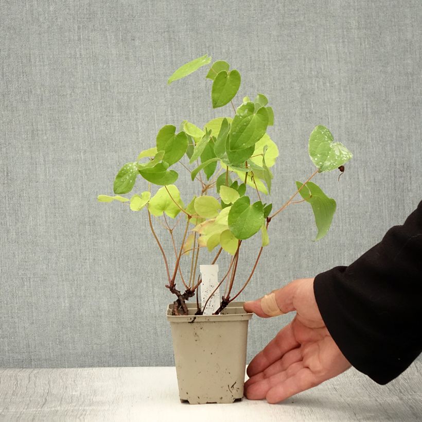 Epimedium x warleyense - Barrenwort 8/9 cm pot sample as delivered in summer