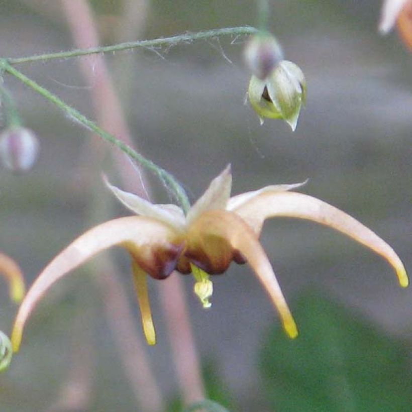 Epimedium wushanense Caramel - Barrenwort (Flowering)