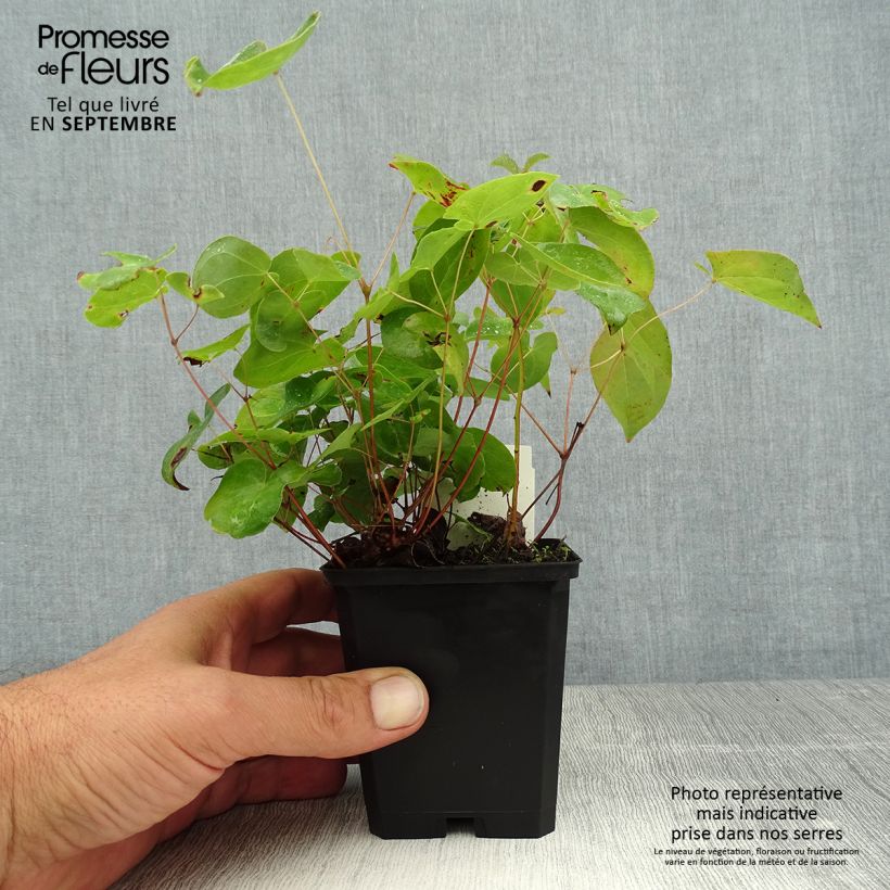 Epimedium x versicolor Sulphureum - Barrenwort 7/8 cm pot sample as delivered in summer