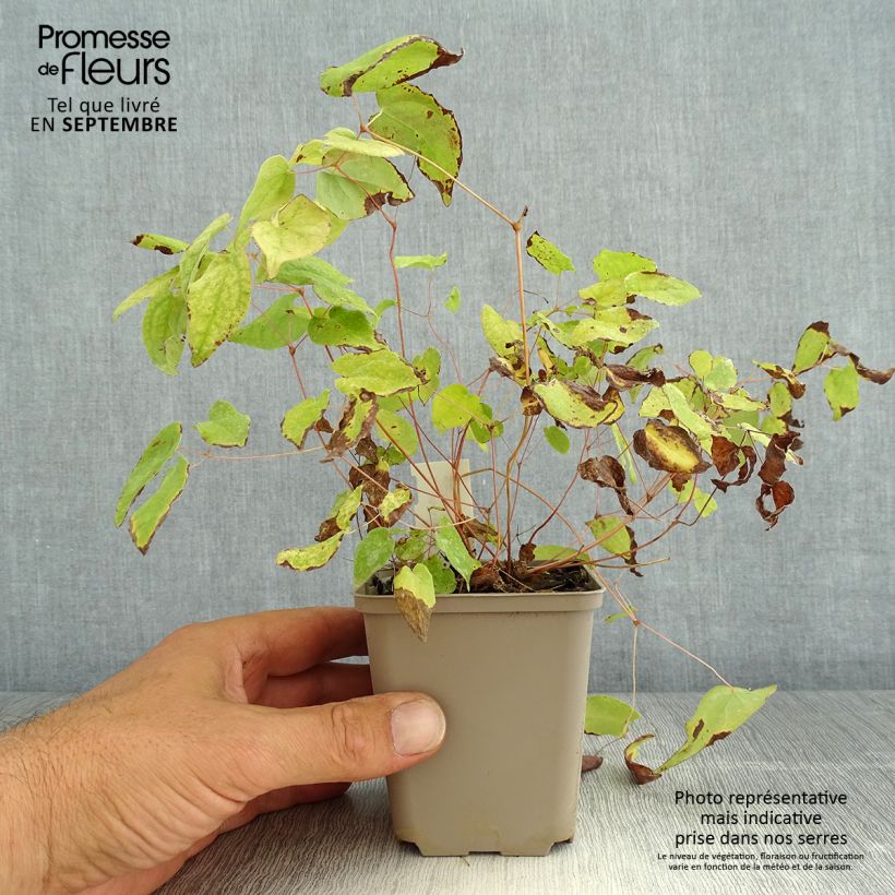 Epimedium x youngianum Merlin - Barrenwort 8/9 cm pot sample as delivered in summer