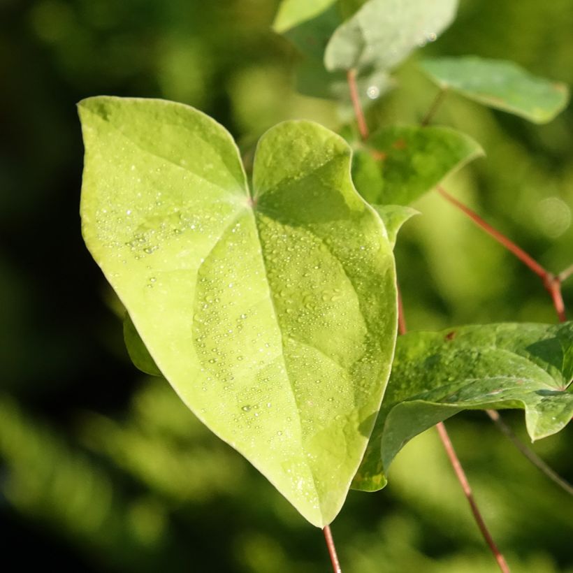 Epimedium x youngianum Merlin - Barrenwort (Foliage)