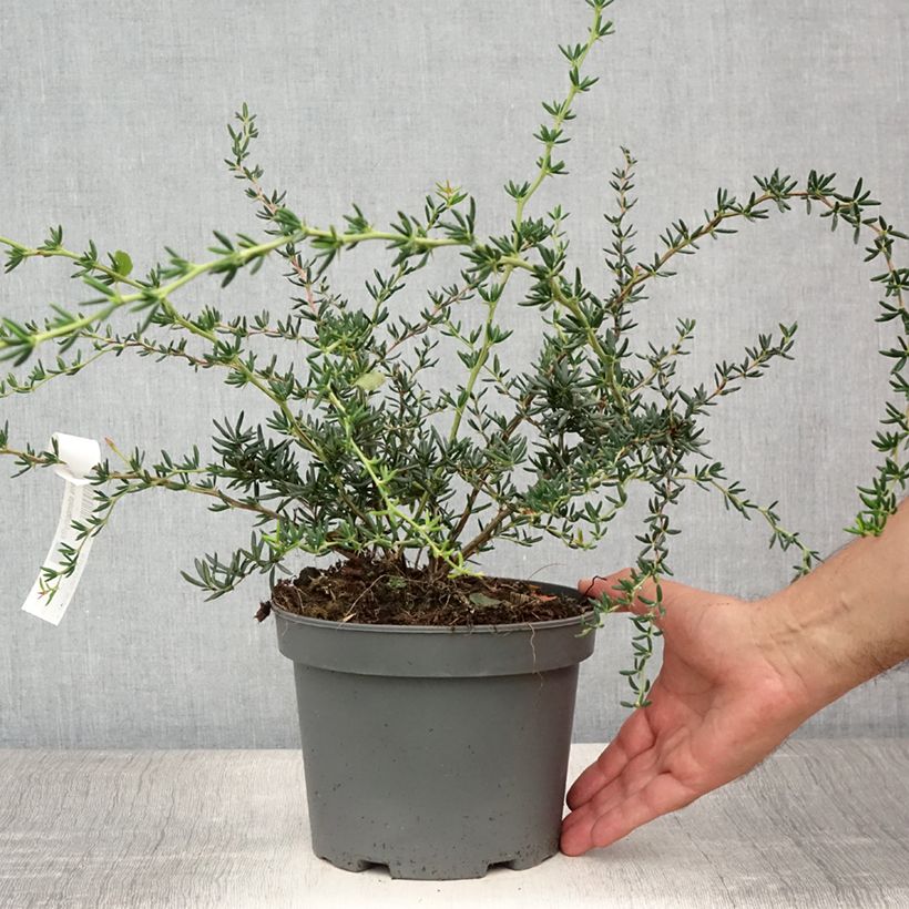 Berberis x stenophylla - Barberry 2L/3L pot sample as delivered in summer