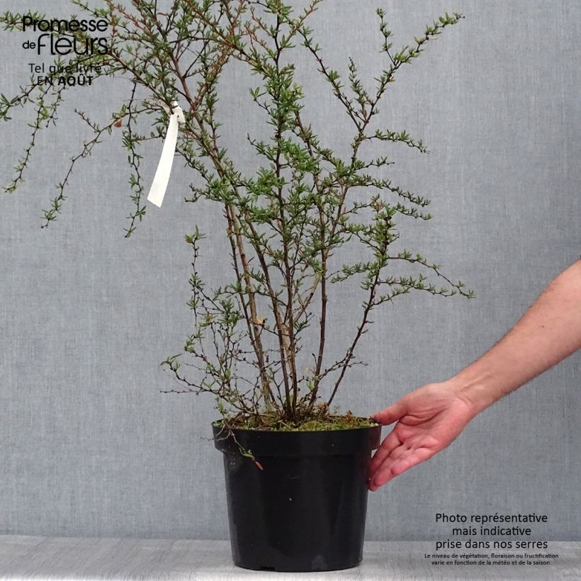 Berberis x stenophylla - Barberry 7.5L/10L pot sample as delivered in summer