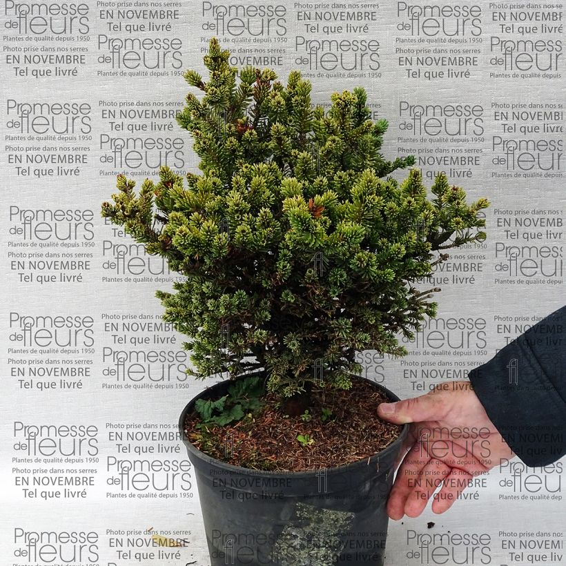 Example of Picea glauca Cecilia - White Spruce 4L/5L pot specimen as delivered