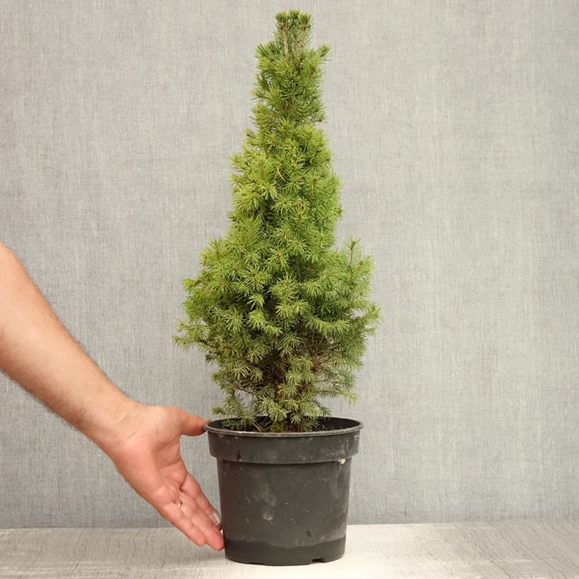 Picea glauca Conica - White Spruce 2L/3L pot sample as delivered in summer