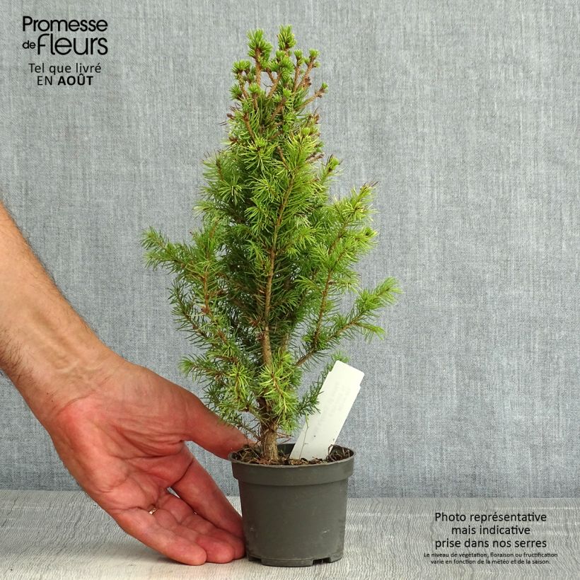 White spruce - Picea glauca Daisys White 8/9 cm pot sample as delivered in summer