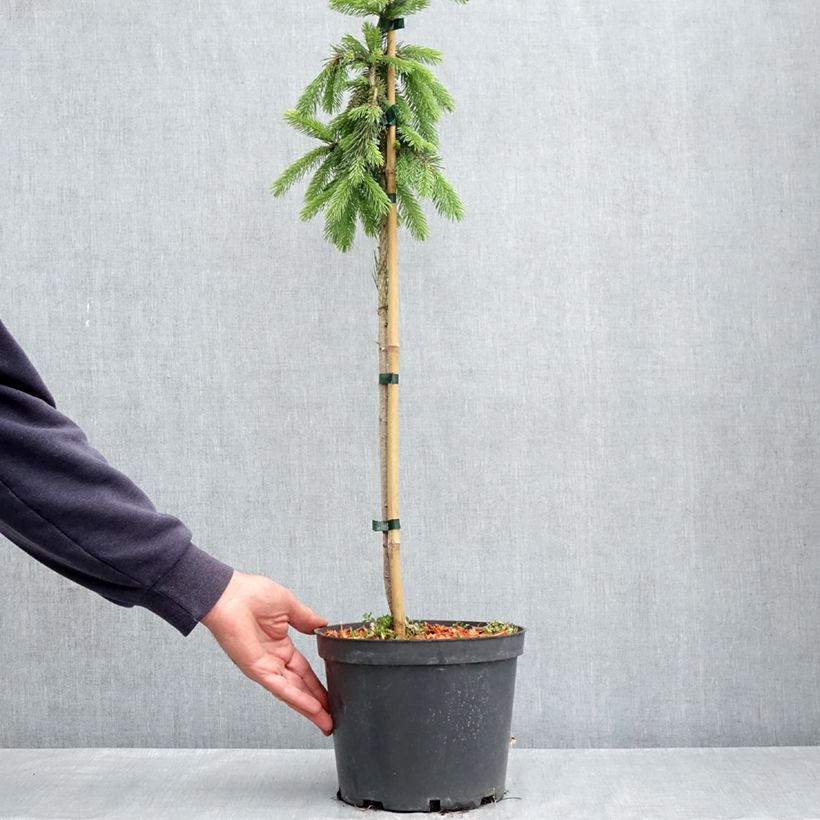 Picea glauca Pendula - White spruce pendula 4L/5L pot sample as delivered in spring