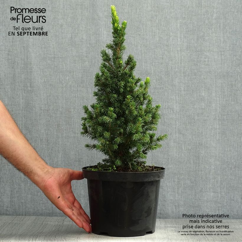 Picea glauca Rainbows End - White Spruce 2L/3L pot sample as delivered in summer