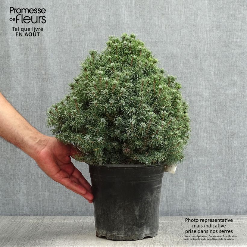 Picea glauca Sanders Blue - White Spruce 4L/5L pot sample as delivered in summer