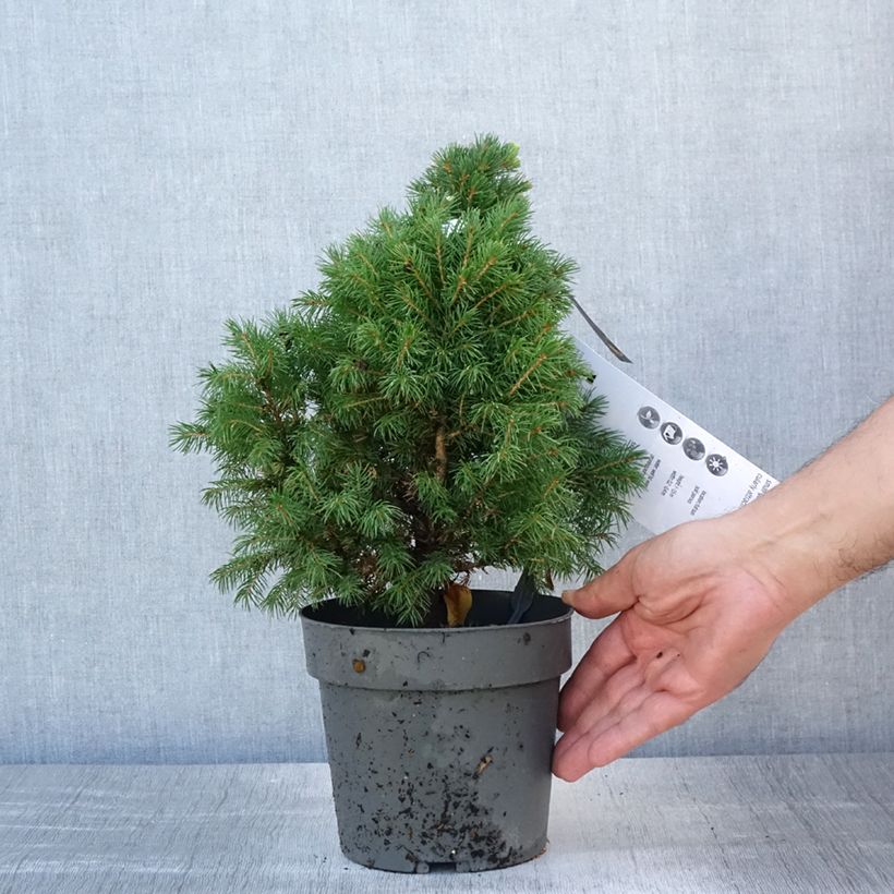 Picea glauca Sun on the Sky - White Spruce 2L/3L pot sample as delivered in summer