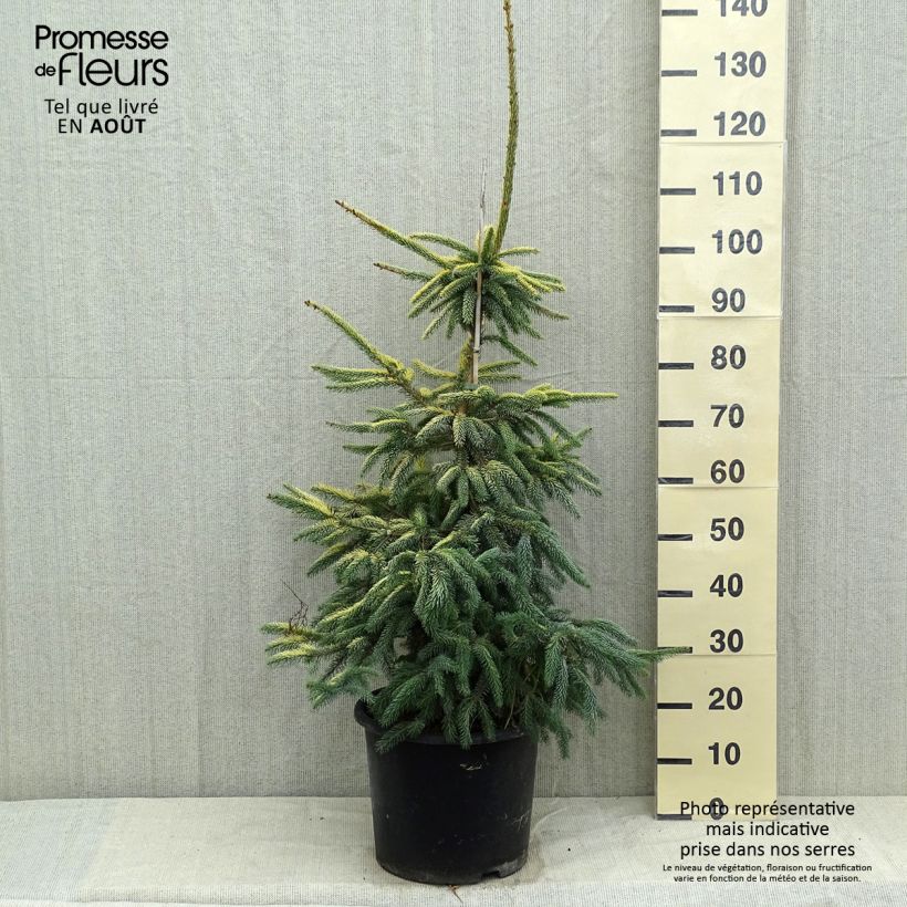 Picea mariana Aurea - Black Spruce 7.5L/10L pot sample as delivered in summer
